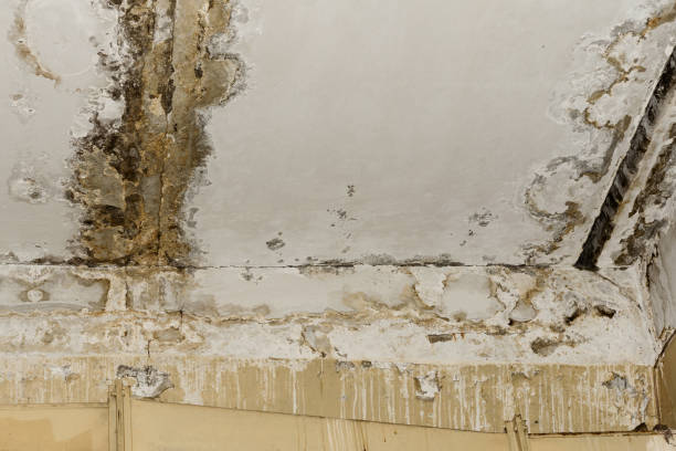 Best Airborne Mold Testing  in Boaz, AL