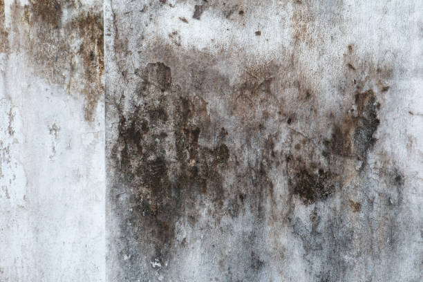 Best Emergency Mold Remediation  in Boaz, AL