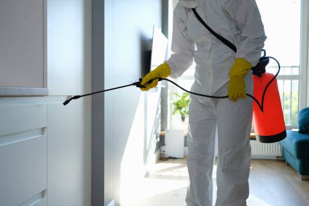 Professional Mold Removal in Boaz, AL